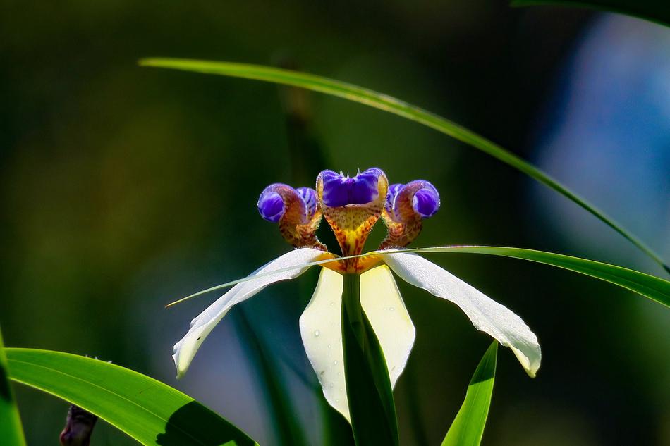 Iris Nature Plant