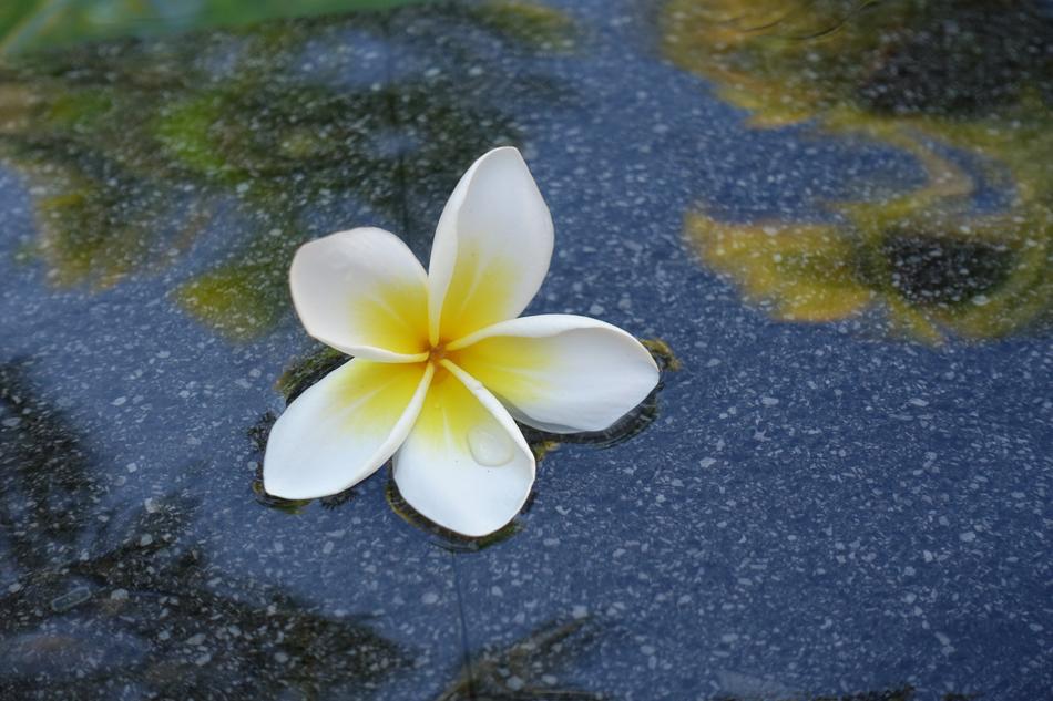 Frangipani Bali Blossom