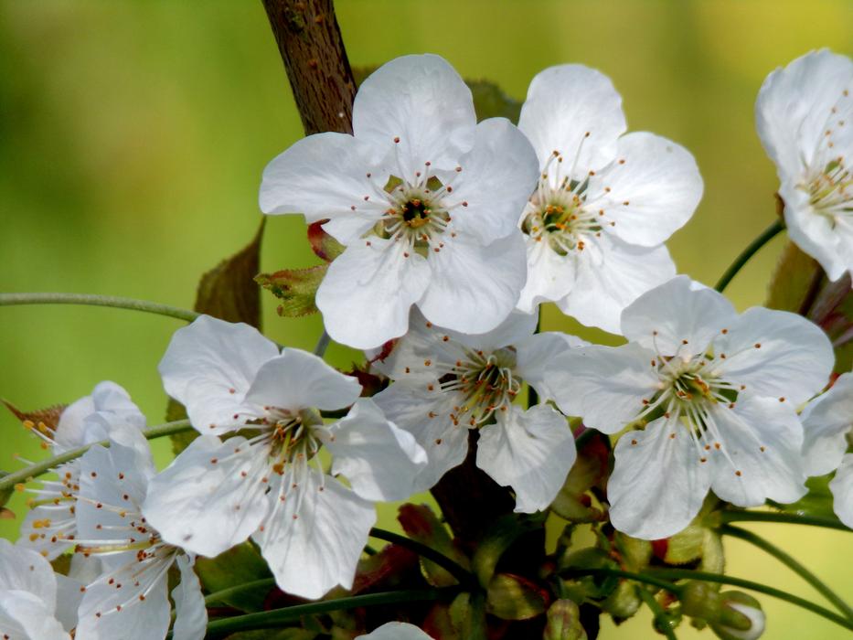 Flower Plant Nature