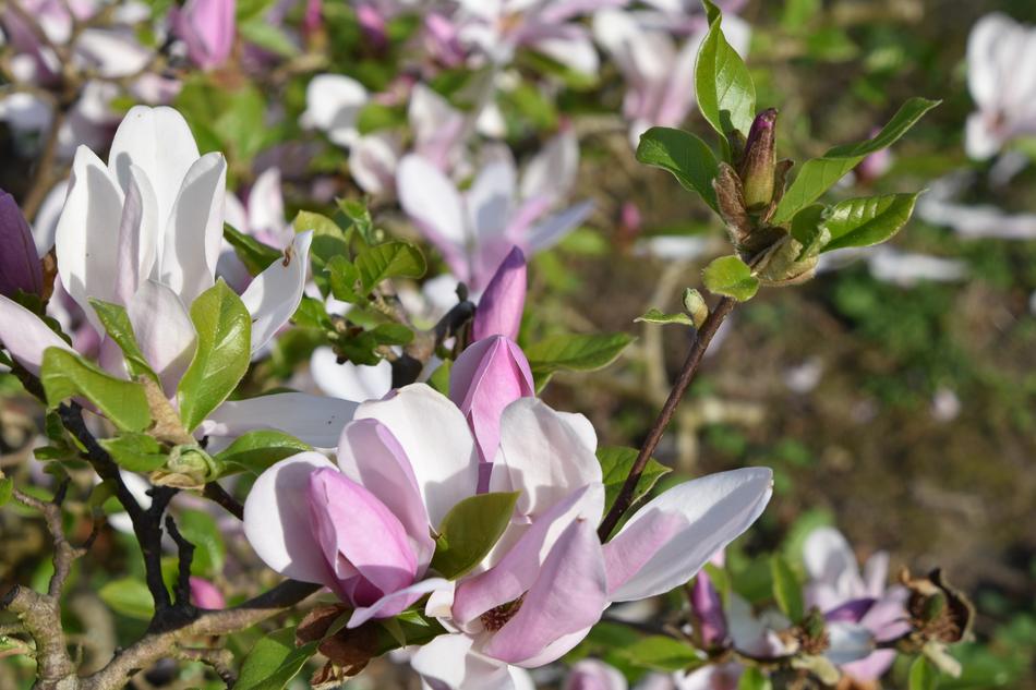 Flower Nature Plant