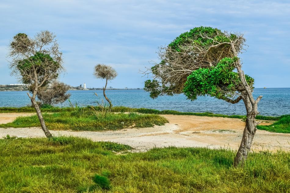 Nature Landscape Trees