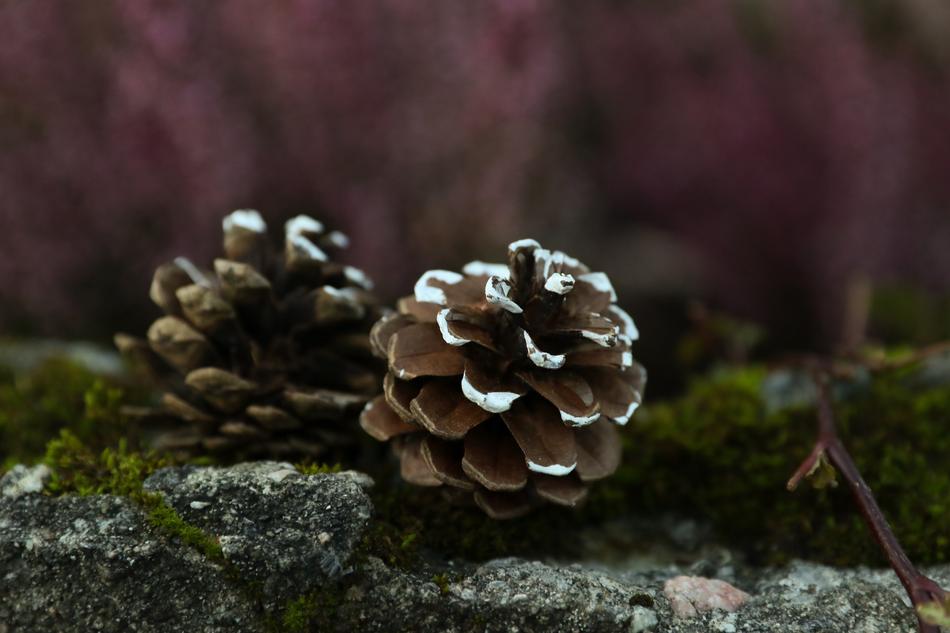 Pinecones Nature