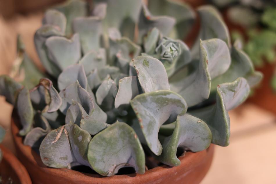 Potted Plant Macro