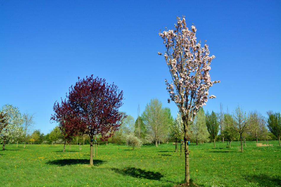 Cherry Tree Blossom