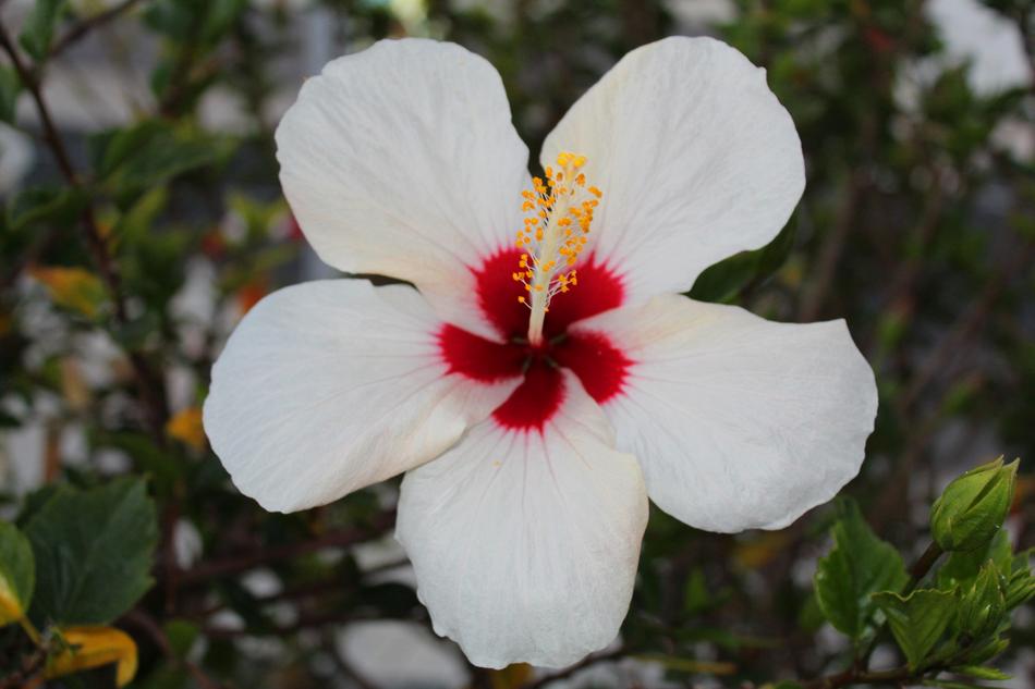 Flower Blossom Bloom