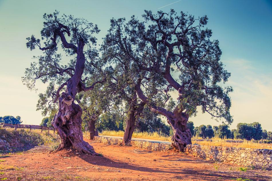 italy landscape trees are beautiful