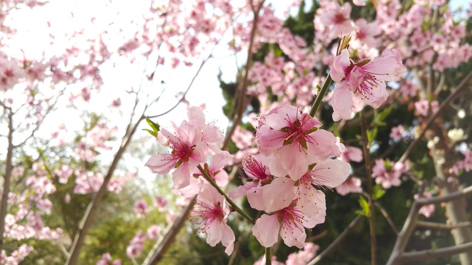 Flowers Plants Quarter