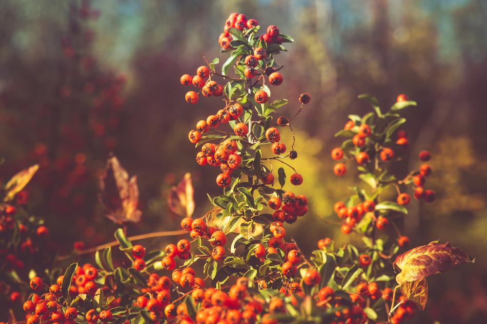 Nature Red Green