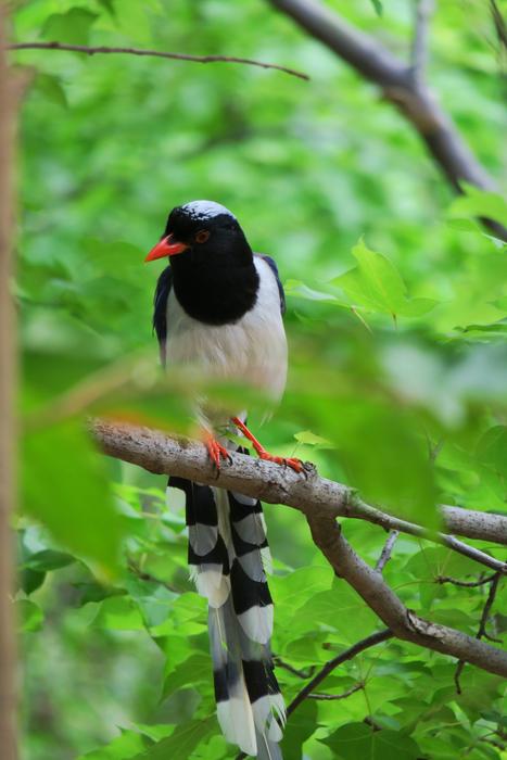 a black and white bird on a branch