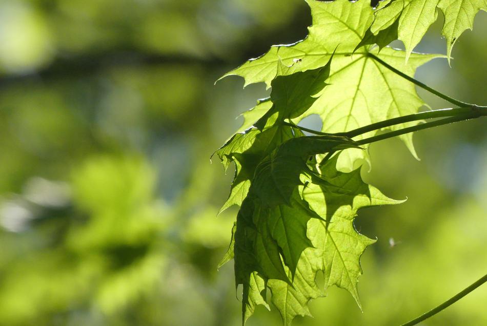 Leaf Nature Plant