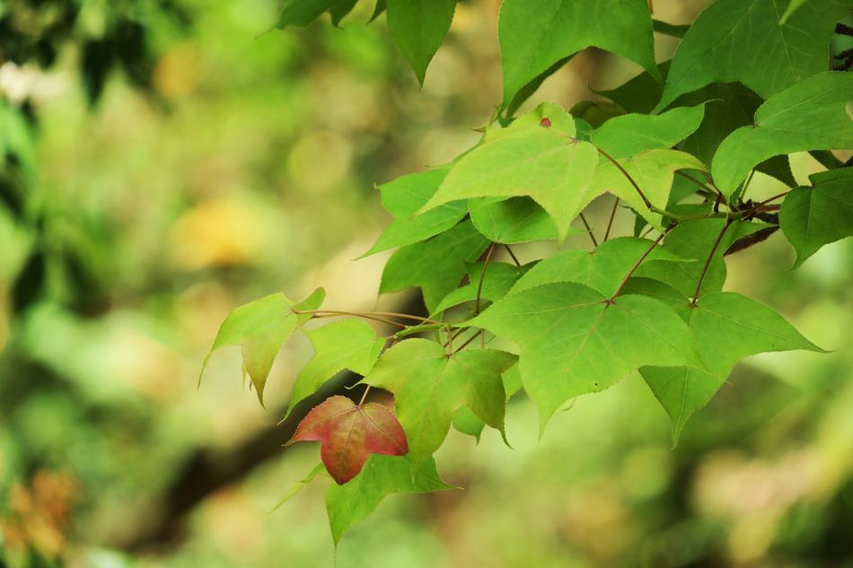 the leaves are gorgeous beautiful on the tree