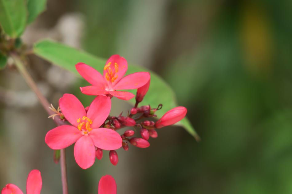 Qin Leaf Coral Nature Plant