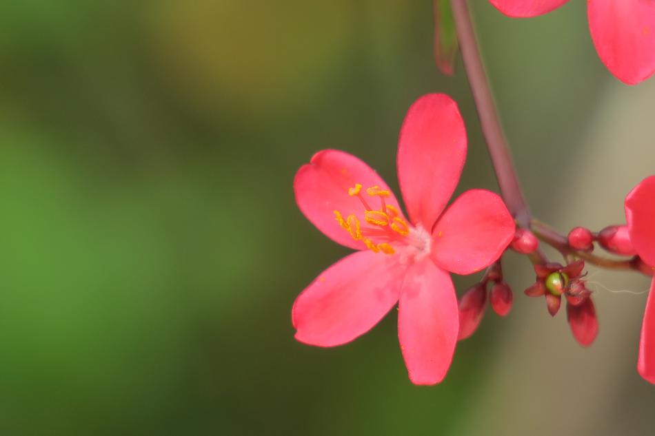 Qin Leaf Coral Nature Plant
