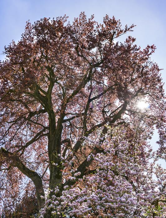 Tree Park Nature Cherry