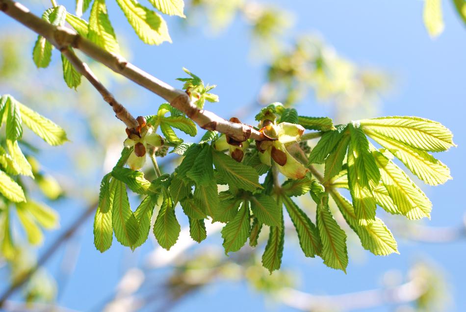 Nature Leaf Flora