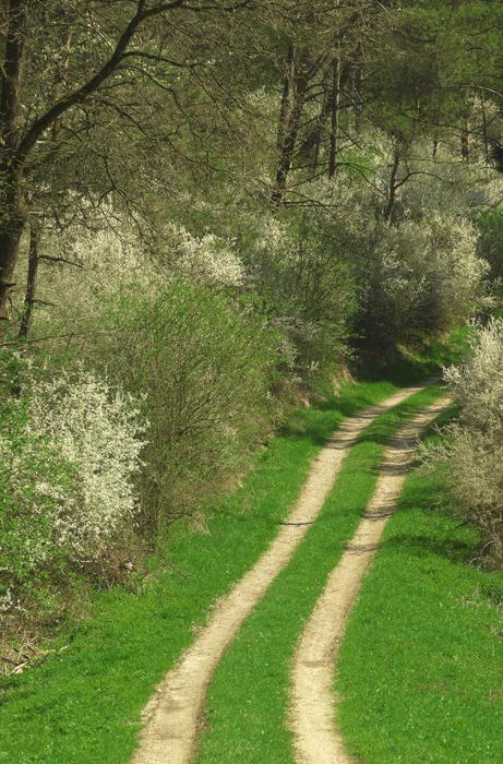 Flowers Shrubs Lane