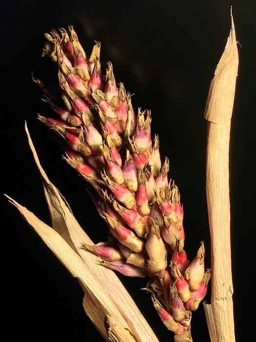 Dry Flower Seeds