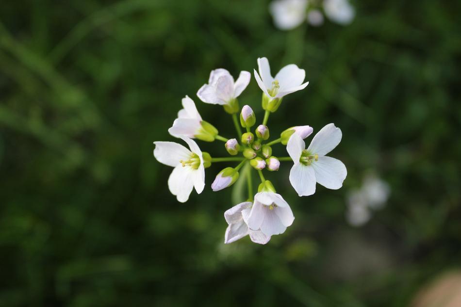 Nature Flower Plant