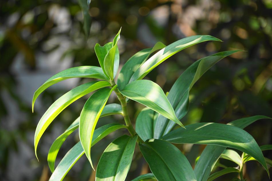 Leaf Flora Nature