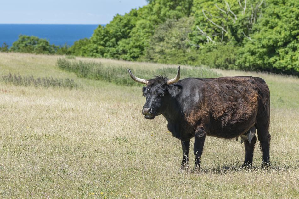 Agriculture Cattle Cow