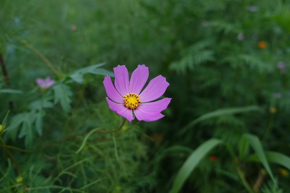 Nature Plants Flowers