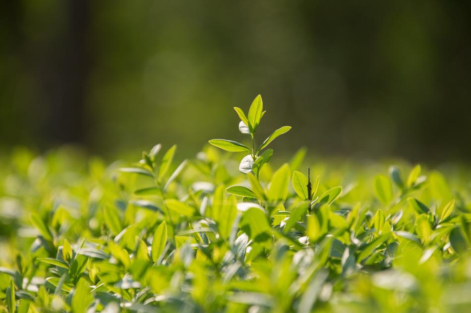 Leaf Plant Nature