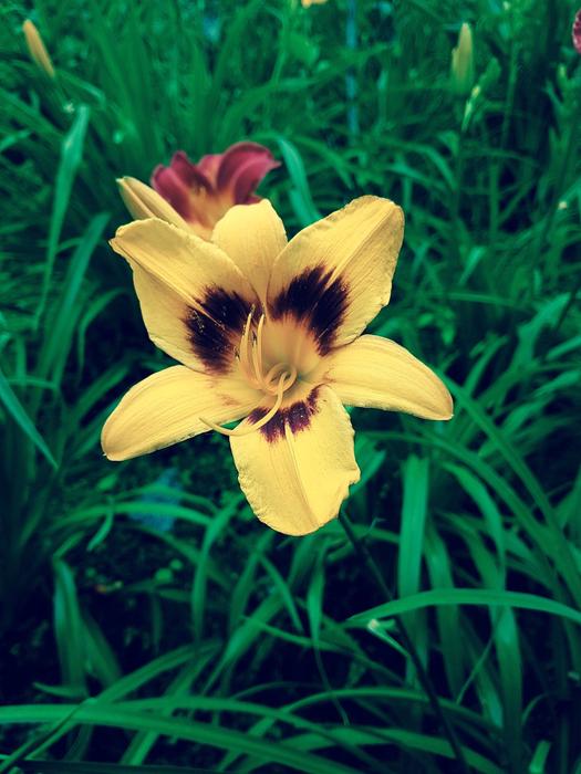Flower Nature Flora