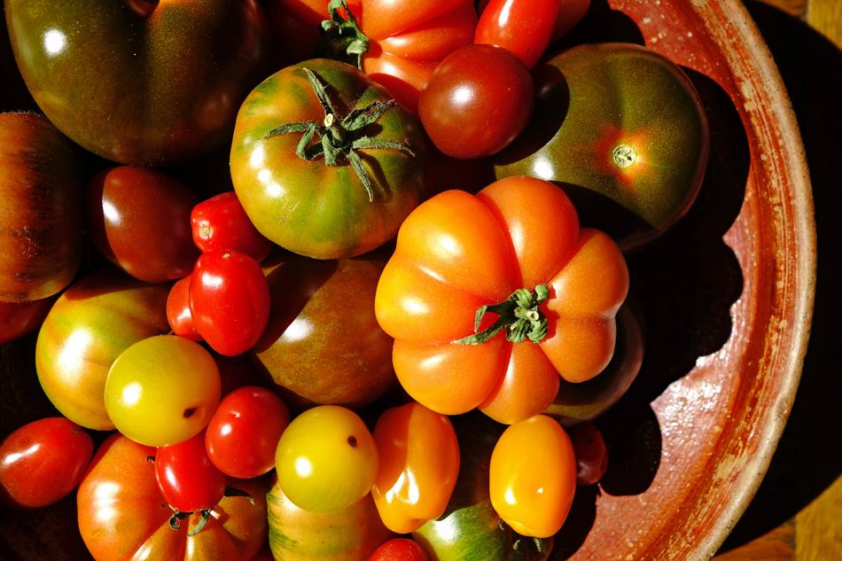 farmers tomato harvest
