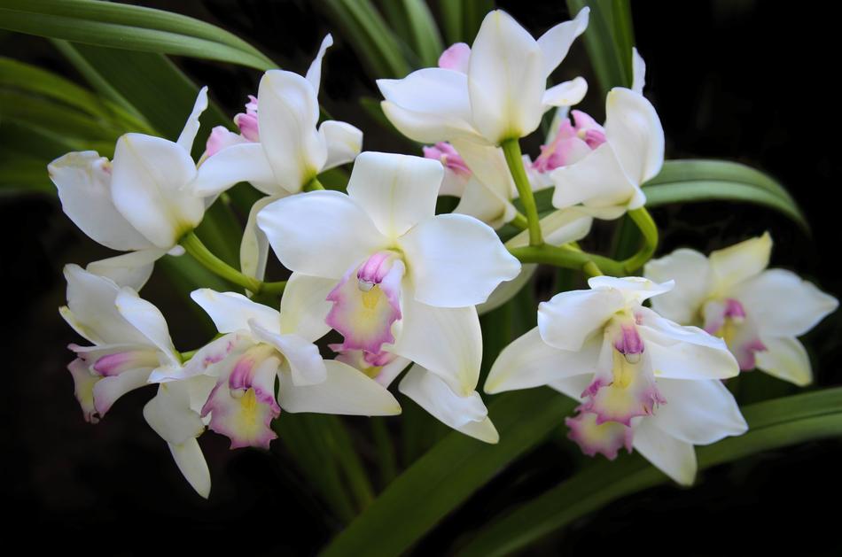 Orchid Flower Exotic