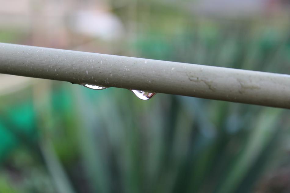 a long stick with dew drops
