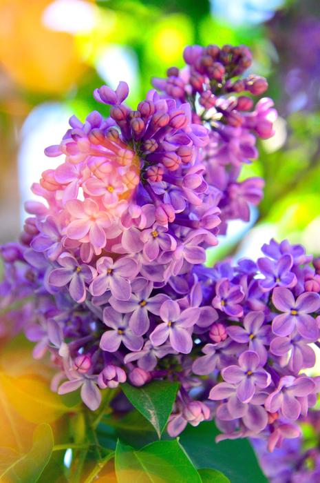 Flower Plant Nature