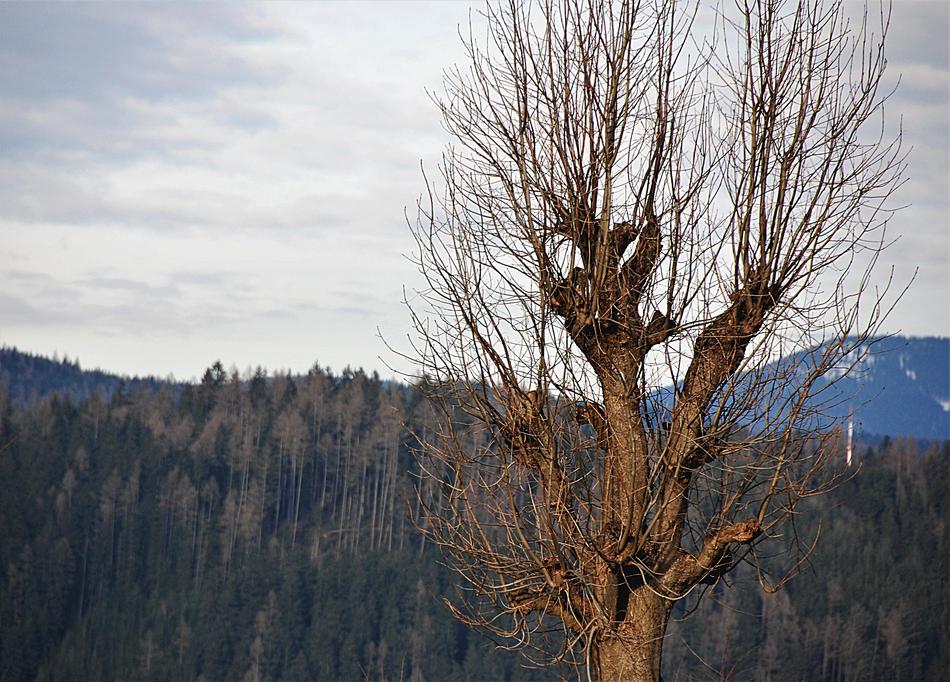 Tree Kahl Wood