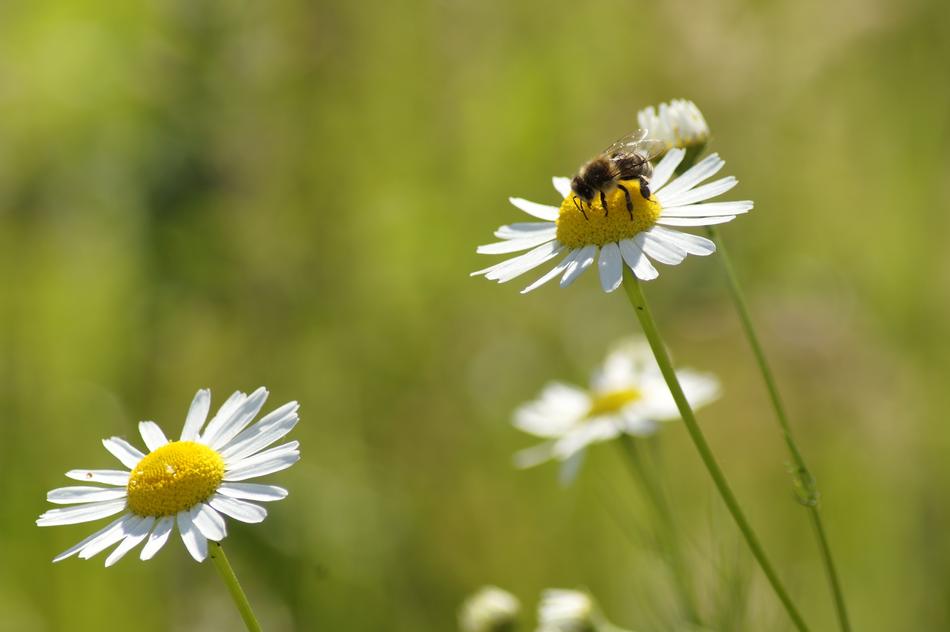 Daisy Bee Flower