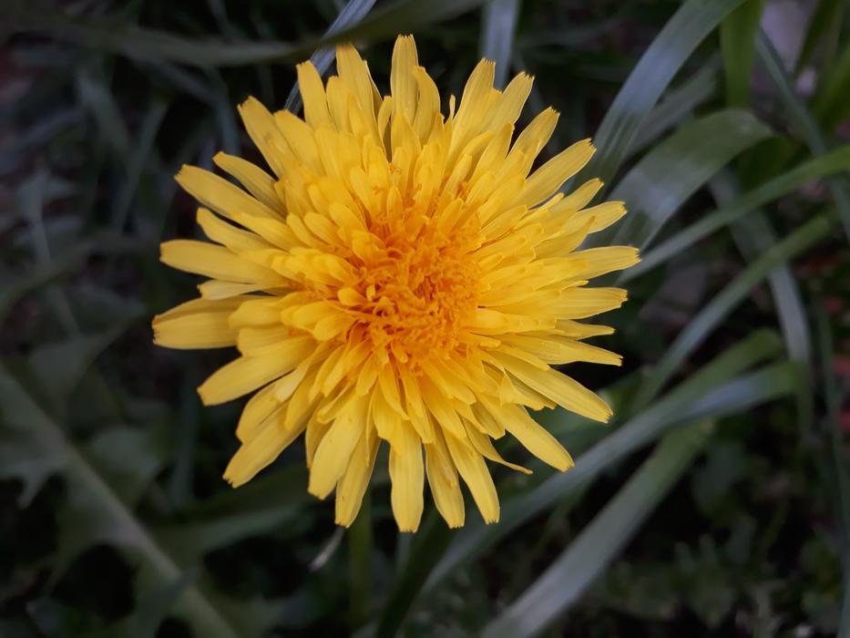 Nature Flower Plant