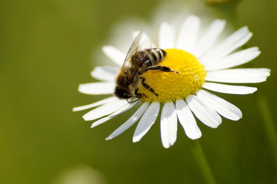Daisy Bee Flower