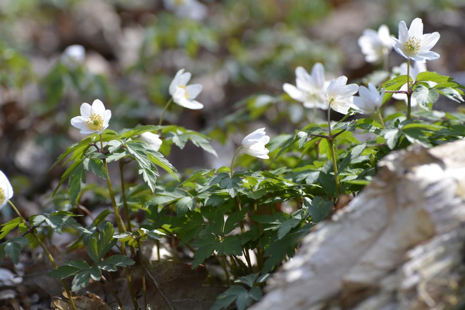 Flower Nature Plant