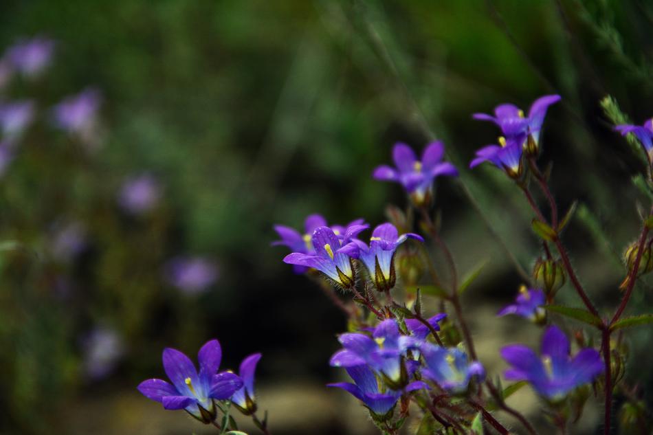 Wildflowers The Bluebells Spring