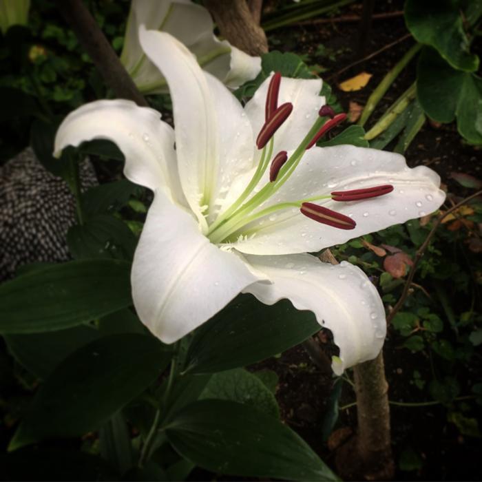 Flower Nature Plant