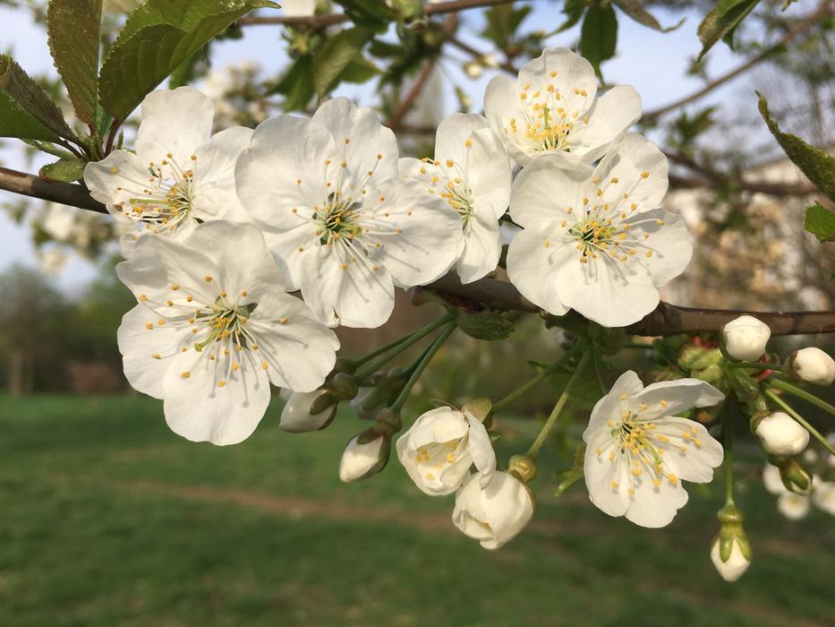 Flower Plant Nature