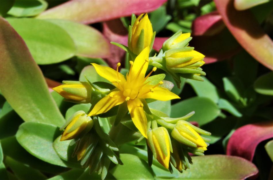 Flower Yellow