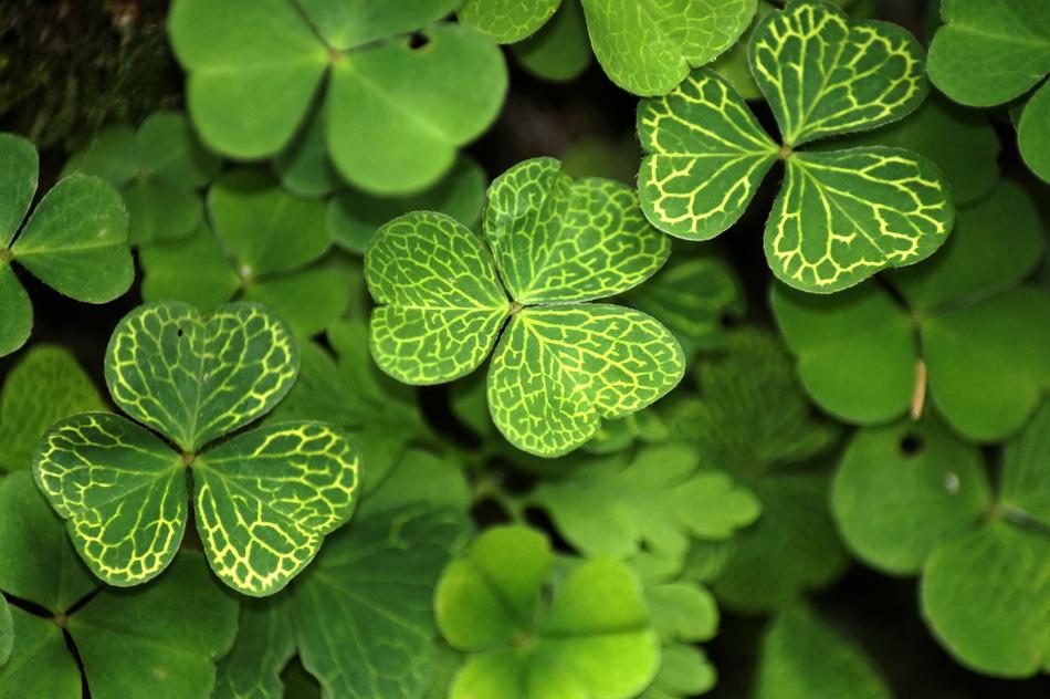 Klee Shamrocks Plant Symbol Of