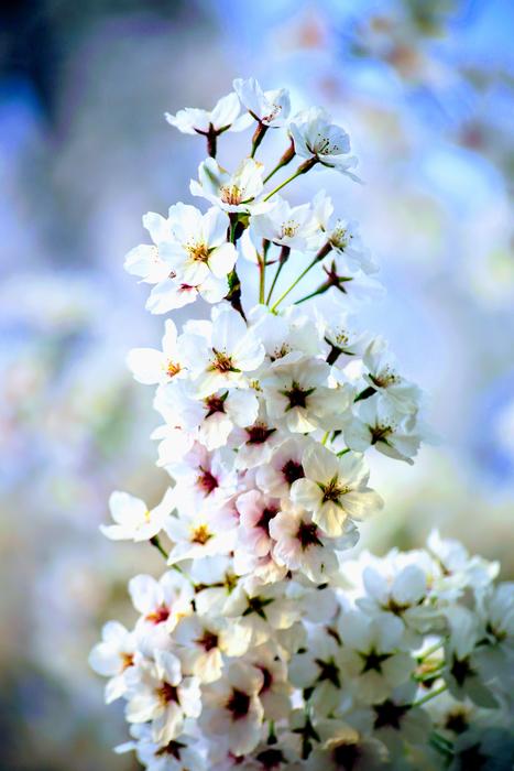 Flower Flora Nature