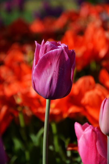 Tulips Red Macro Vivid