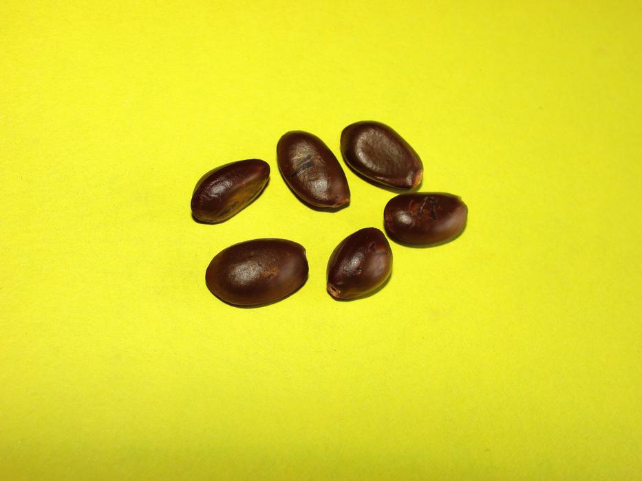 Nature Seed