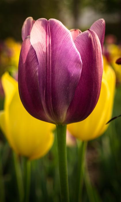 Tulip Nature Flowers