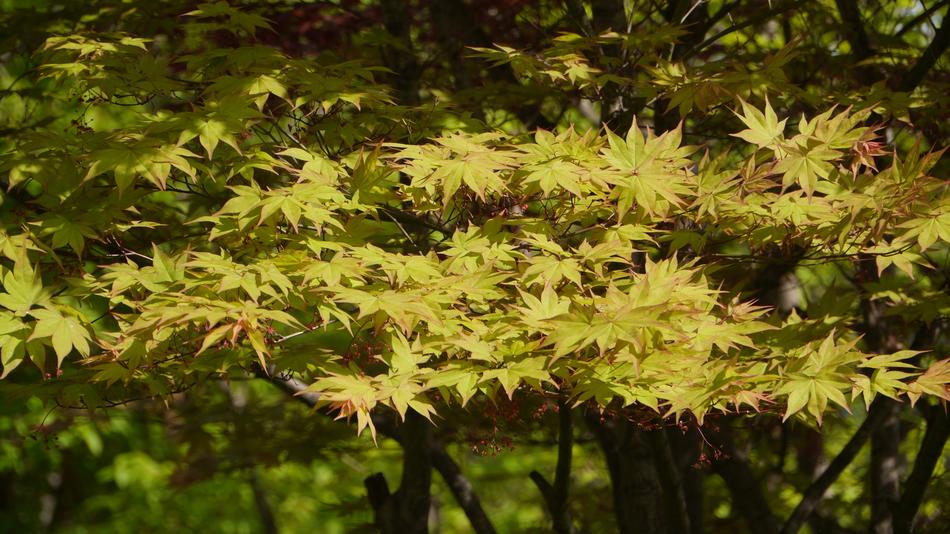 Leaf Wood Nature