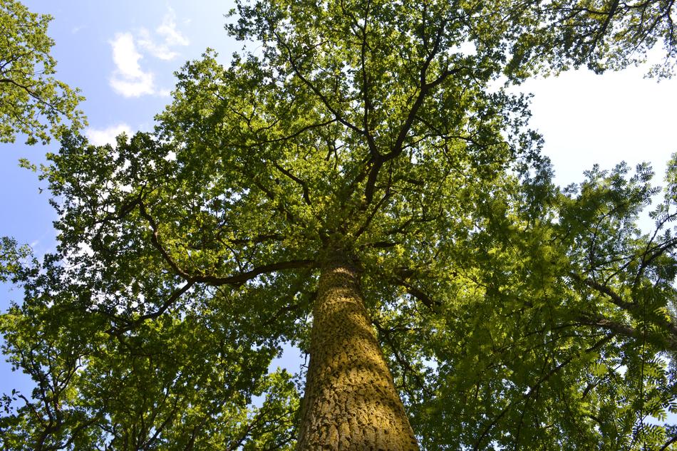 Tree Nature Wood