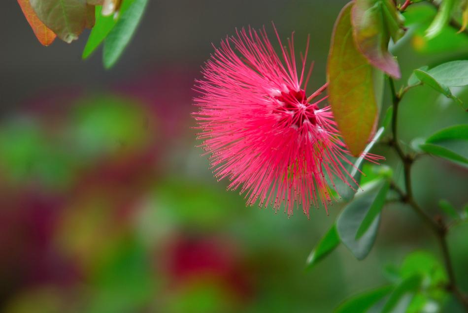 prickly wild flower in the foliage