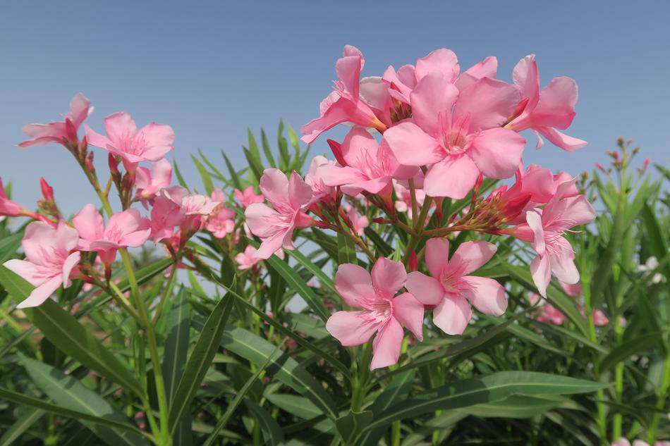 Flower Nature Plant