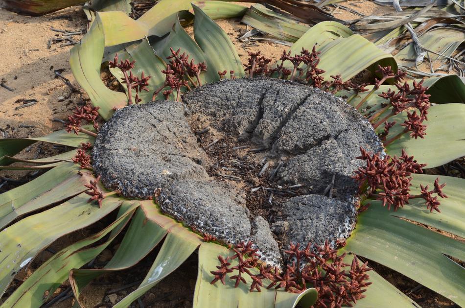 Nature Plant Leaf